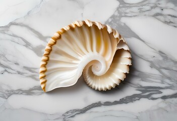 Obraz premium Seashell are beautiful, used as decorations, have patterns and colors.