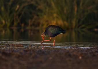 Moorhen or Marsh Hen water bird in the river bed of Porbandar Gujarat India
