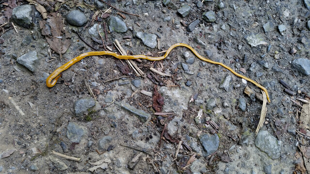 A large, colorful flatworm, Bipalium kewense, crawling on a forest floor. The worm has a distinctive semicircular head and multiple longitudinal stripes. Captured in Wulai, Taiwan.