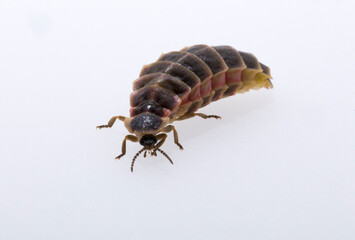 Lampyridae Lampyris noctiluca the common glow-worm Europe. Female Firefly.