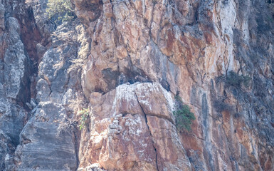 griffon vulture hunting in natural conditions in summer on the island of Crete in Greece