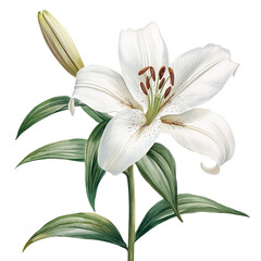 Fototapeta premium Lily botanical watercolor clip art isolated on white background
