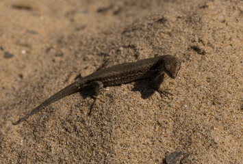 The sand lizard (Lacerta agilis) is a lacertid lizard. A young animal crawls on the sand.