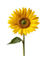Fototapeta premium yellow sunflower with green petals isolated on transparent background
