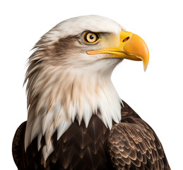 Bald Eagle Isolated on Transparent Background PNG
