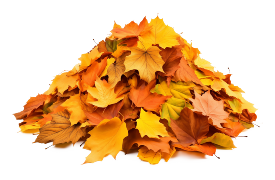 Pile of Autumn Leaves Isolated on Transparent Background PNG
