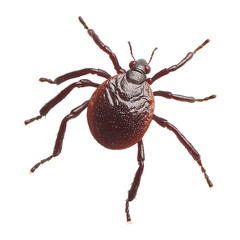 Tick Parasite Isolated on Transparent Background PNG
