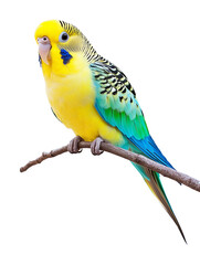 Fototapeta premium Parakeet Isolated on Transparent Background PNG 
