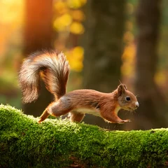  squirrel running on a moss-covered branch, surrounded by an autumn forest bathed in soft sunlight. The scene captures the peacefulness and natural beauty of the forest © ameena