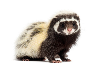 Saharan striped polecat, Ictonyx libycus, facing and looking at the camera