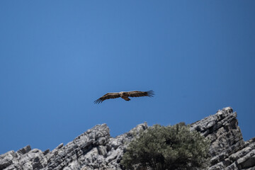 griffon vulture hunting in natural conditions in summer on the island of Crete in Greece
