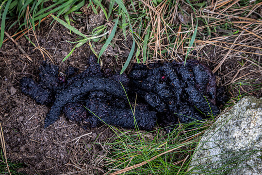 A close up of badger excrement in the countryside, with a shallow depth of field
