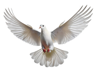 Fototapeta premium On PNG, a white dove of peace in flight