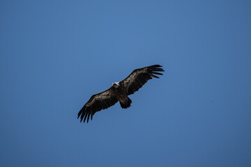 griffon vulture hunting in natural conditions in summer on the island of Crete in Greece