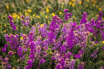 Obraz premium A close up of pretty heather in bloom on heathland in late summer