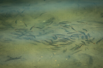 a lot of little scardinius fish in the lake