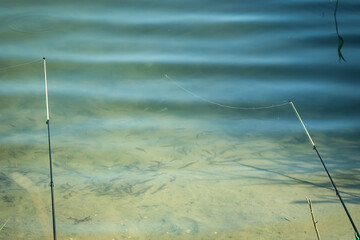 a lot of little scardinius fish in the lake