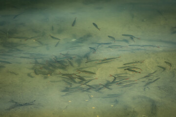 a lot of little scardinius fish in the lake
