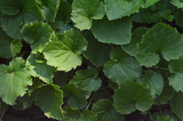 Dark green leaves, top view, close up, macro, background, wallpaper, texture