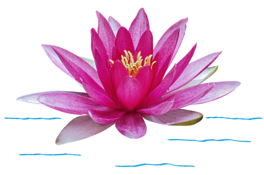 Water lily or Lotus flower, isolated on transparent background