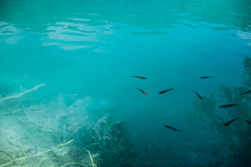 Fish gracefully swim in the crystal-clear waters of Plitvice Lakes National Park in Croatia, surrounded by lush green forests and cascading waterfalls, creating a serene and picturesque scene during t