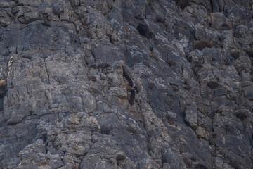 griffon vulture hunting in natural conditions in summer on the island of Crete in Greece