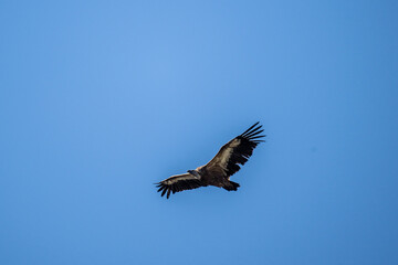 griffon vulture hunting in natural conditions in summer on the island of Crete in Greece