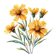 Coreopsis botanical watercolor clip art isolated on white background