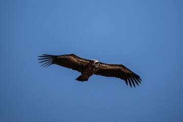 griffon vulture hunting in natural conditions in summer on the island of Crete in Greece