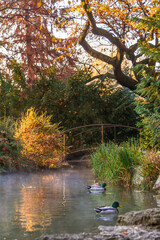 A small pond with ducks and a bridge. Autumn morning fog. The Japanese Garden on Margaret Island...