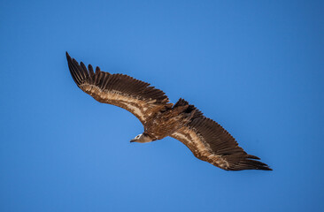 griffon vulture hunting in natural conditions in summer on the island of Crete in Greece