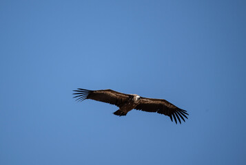 griffon vulture hunting in natural conditions in summer on the island of Crete in Greece