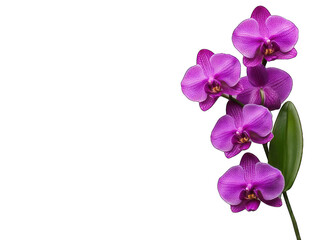 Obraz premium Piękne różowe kwiaty orchidei w pełnym rozkwicie, prezentujące delikatne płatki i żywe kolory, idealne do kompozycji kwiatowych i dekoracji.