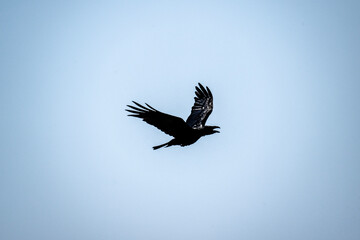 wild black raven in natural conditions in the summer on the island of Crete in Greece