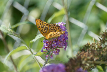 Silver-washed Fritillary (Argynnis paphia) butterfly sitting on summer lilac in Zurich, Switzerland