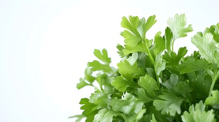 Obraz premium Vibrant Bunch of Fresh Parsley Leaves Against Clean White Background