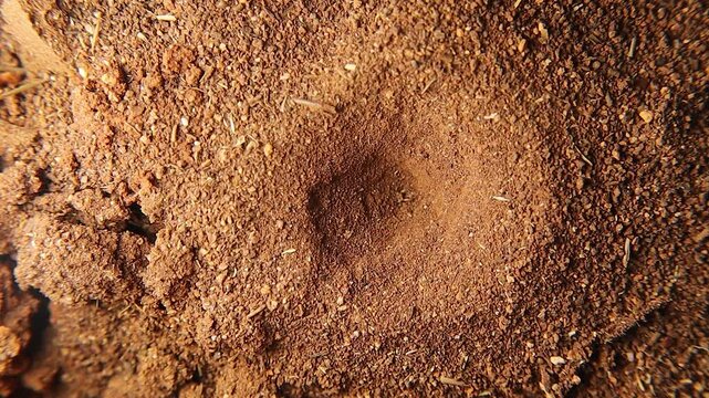 Ant lion larva digs a trap hole and catches an ant.antlion disappears under the sand. Camouflaged insect. Insects, Bugs, bug.Animals, animal
