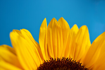 Tournesols sur fond bleu