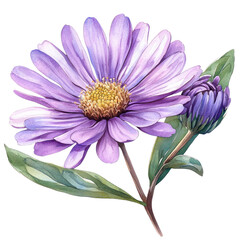 Aster botanical watercolor clip art isolated on white background