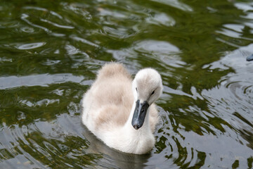 close up of a cute young cygnet baby mute swan cygnus olor in the river