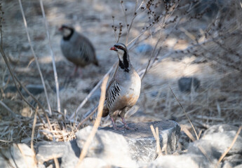 European partridge in natural conditions in summer on the island of Crete in Greece