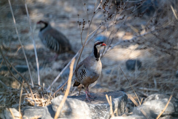 European partridge in natural conditions in summer on the island of Crete in Greece