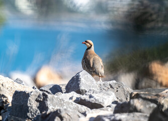 European partridge in natural conditions in summer on the island of Crete in Greece