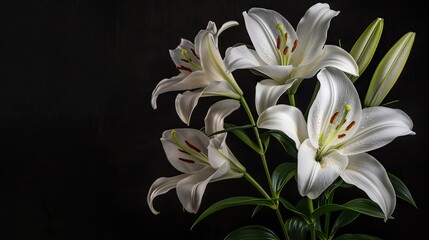 Fototapeta premium White lily flowers symbolizing mourning or funerals