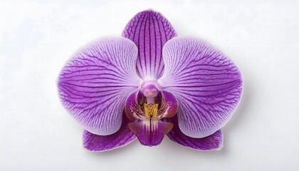 A single vibrant purple orchid bloom, centered on a pure white background