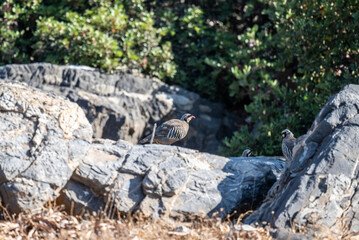 Fototapeta premium European partridge in natural conditions in summer on the island of Crete in Greece
