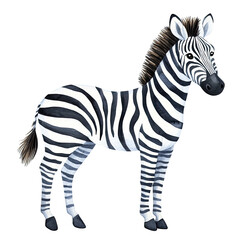 zebra watercolor clipart, perfect for nursery, isolated on white background
