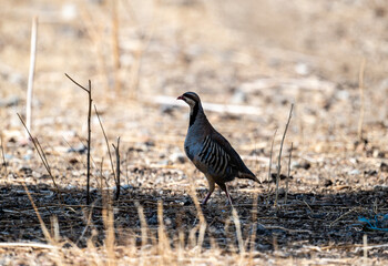 European partridge in natural conditions in summer on the island of Crete in Greece