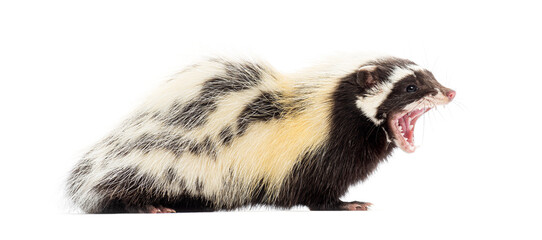 Side view of Saharan striped polecat, Ictonyx libycus, isolated on white
