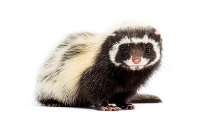Saharan striped polecat, Ictonyx libycus, facing and looking at the camera
